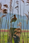 Grutto (Limosa limosa), Arkemheen